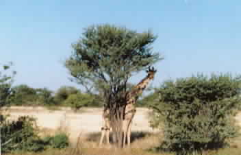Giraffe