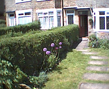 Aliums