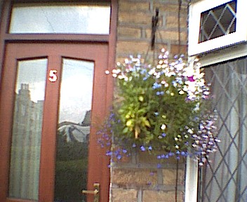 My hanging basket