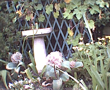 The bird bath area