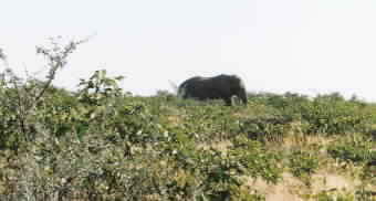 An african elephant