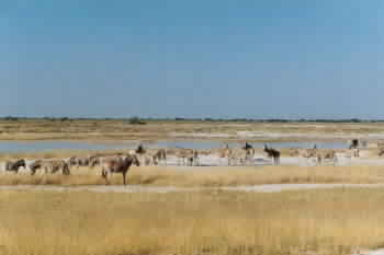 Zebras